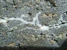 عکس شماره 18285 محققان-ایرانی-بتن-خودترمیم-شونده-ساختند