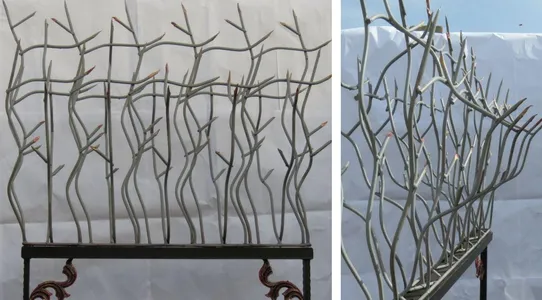 حفاظ شاخ گوزنی