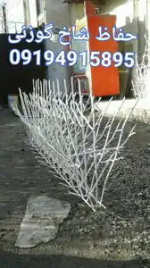 عکس شماره 15754 %D8%AD%D9%81%D8%A7%D8%B8-%D8%B4%D8%A7%D8%AE-%DA%AF%D9%88%D8%B2%D9%86%DB%8C