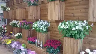 عکس شماره 18335 %D9%81%D9%84%D8%A7%D9%88%D8%B1%D8%A8%D8%A7%DA%A9%D8%B3-%DA%AF%D9%84%D8%AF%D8%A7%D9%86-%DA%86%D9%88%D8%A8%DB%8C