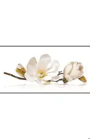 عکس شماره 8211 %D8%A7%D9%86%D9%88%D8%A7%D8%B9-%DA%A9%D8%A7%D8%B4%DB%8C-%D9%88-%D8%B3%D8%B1%D8%A7%D9%85%DB%8C%DA%A9-%D8%AF%D8%A7%D8%AE%D9%84%DB%8C-%D9%88-%D8%B5%D8%A7%D8%AF%D8%B1%D8%A7%D8%AA