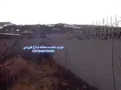 عکس شماره 8736 %D8%AD%D9%81%D8%A7%D8%B8-%D8%AF%DB%8C%D9%88%D8%A7%D8%B1